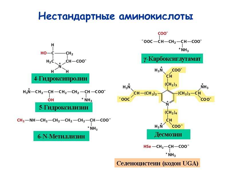 18 Нестандартные аминокислоты 4-Гидроксипролин 5-Гидроксилизин 6-N-Метиллизин γ-Карбоксиглутамат Десмозин Селеноцистеин (кодон UGA)